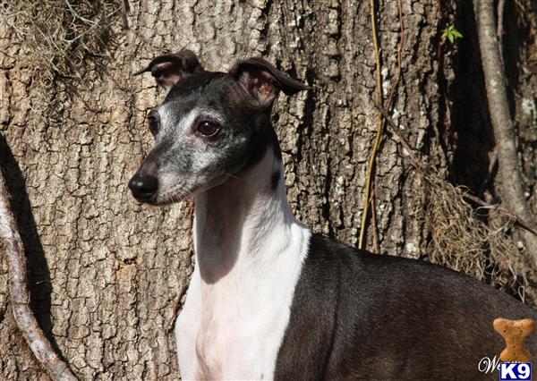 Dogs for Sale in FL